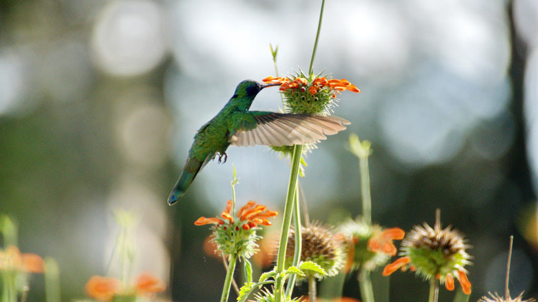 A hummingbird drinks nectar from one of several lion's ear flowers (Leonotis leonurus)