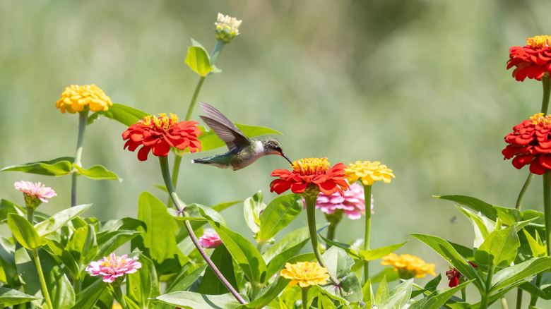 A hummingbird hovering over a garden of red, pink, and yellow flowers.
