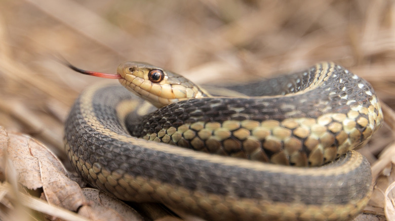 A snake sits coiled in yard.